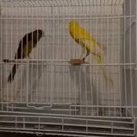 دوعدد قناری بلند نر مستخون سهره گرینچیک