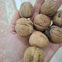 فروش گردوی روغنی