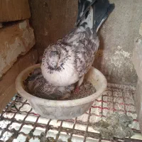 یجفت نروماده پرشی|پرنده|ساوه, |دیوار