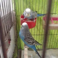 مرغ عشق همراه تخم