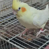 عروس هلندی جفت خورده درحال تخم گذاری تاچندروز دیگه|پرنده|کرج, کمال‌شهر|دیوار