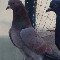 یک طوق کفتر سرور نر|پرنده|تهران, هلال احمر|دیوار