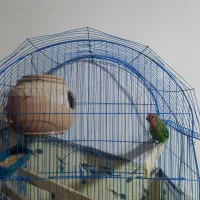 طوطی کوتوله