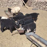 گوسفند فروشی|حیوانات مزرعه|سربیشه, |دیوار