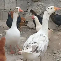 مرغ و جوجه و غاز