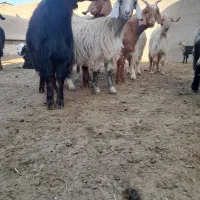 بزغاله|حیوانات مزرعه|سلفچگان, |دیوار