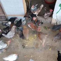 مرغ و خروس مینیاتوری