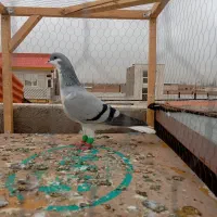 کبوتر رنگی|پرنده|اسفرورین, |دیوار