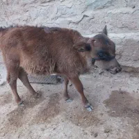 گاو و گوساله نر  بفروش میرسد|حیوانات مزرعه|اندیکا, |دیوار