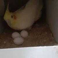 ط و ط ی ع روس|پرنده|سبزوار, کهنه آب|دیوار