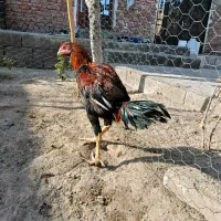 چهار عدد لاری|حیوانات مزرعه|شوط, |دیوار