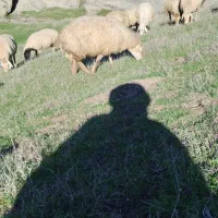 پنچاه راس گوسفند مغانی بره دار یلینی|حیوانات مزرعه|انگوت, |دیوار