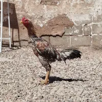 خروس لاری|حیوانات مزرعه|شیراز, باجگاه|دیوار