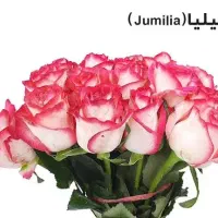 کار در گلخانه فقط خانم.