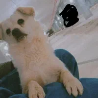 واگذاری سگ پاکوتاه میکس پامر و اشپیتز