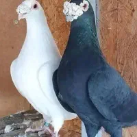 فروش ۱۲عدد نر دسته اولی|پرنده|کازرون, |دیوار