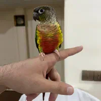 طوطی گرینچیک رام و دستی و سخنگو
