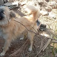 سگ پامر اشپیتز|سگ|جیرفت, |دیوار