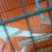 یک جفت عروس هلندی مولد نر و ماده|پرنده|آذرشهر, |دیوار