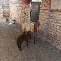 2عدد شاه میش|حیوانات مزرعه|باخزر, |دیوار