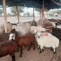 انواع گوسفند‌ محلی چاق بره نذری|حیوانات مزرعه|قم, ارم|دیوار