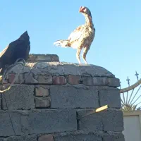 فروشی 9تا گوچ نسل دار