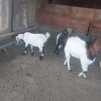 بز پاکستانی جوان|حیوانات مزرعه|کمیجان, |دیوار