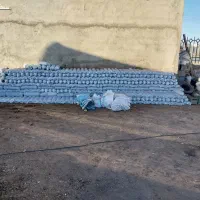 کارگر ساده یا ایرانی یا اتباع