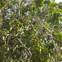 مسافر ایذه مرز مهران دهلران