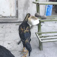 جوجه خروس اصل افغان