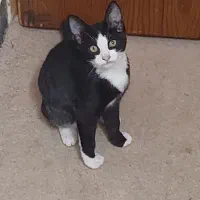 گربه|گربه|لاهیجان, پردسر|دیوار