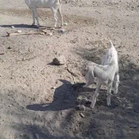 بز وکهره فروشی|حیوانات مزرعه|بلوک, |دیوار