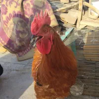 خروس