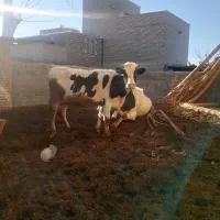 دوراس گاوبفروش میرسد