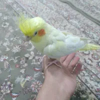 پرند عروس هلندی قناری فنچ طوطی برزیلی سره