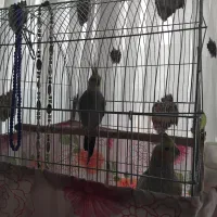 عروس هلندی|پرنده|اصفهان, باب الدشت|دیوار