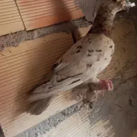 سار سرونج