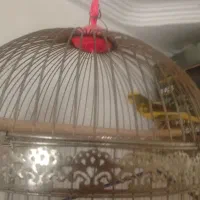 قناری2عدد|پرنده|بم, |دیوار