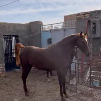 اسب مادیان عرب ۶دونگ جوان