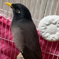 مرغ مینای سخنگو