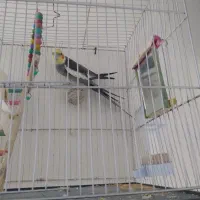 عروس هلندی نر