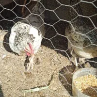 مرغ تخمگذار|حیوانات مزرعه|کهریزک, |دیوار