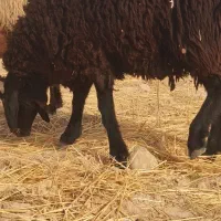 ی عددبره قوچی مهس