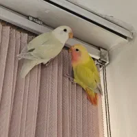 کوتوله برزیلی جوجه|پرنده|اصفهان, سرچشمه|دیوار