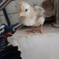 جوجه گلین ریشو و دوتا مرغ ریشو گلین تخم گذار