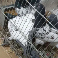 کبوتر کله سبز|پرنده|باروق, |دیوار