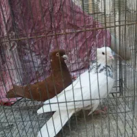 کفتر|پرنده|قم, جمکران|دیوار