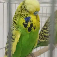 یک جفت مرغ عشق انگلیسی گرید آ