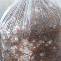 کمپوست قارچ فلوریدا