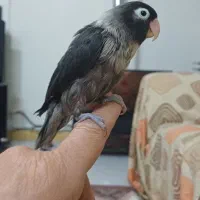 طوطی نقابدار ماده معاوضه انگشتر نقره